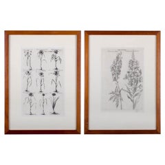 1719 De Bry Botanical Engravings - a Pair