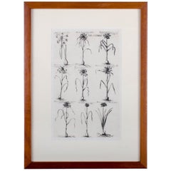 1719 De Bry Botanical Engravings - a Pair