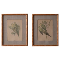 Pair of Gould Parrot Prints, 1940s