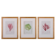 Bradbury Seaweed Prints in Hand-Crafted Frames, Set of 3, c. 1859