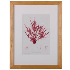 Bradbury Seaweed Prints in Hand-Crafted Frames, Set of 3, c. 1859