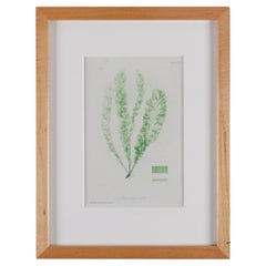Bradbury Seaweed Print, Handcrafted Frame, c. 1859