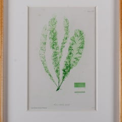 Bradbury Seaweed Print, Handcrafted Frame, c. 1859