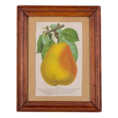 Nurseryman's Specimen Book Apple & Pear Lithographs, c. 1880s - A Pair