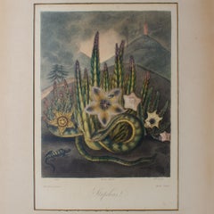 Die behaarte Stapelia, Robert John Thornton, 1807