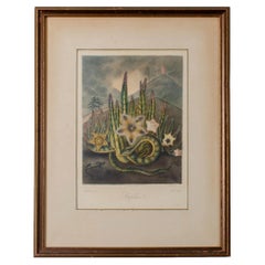 Die behaarte Stapelia, Robert John Thornton, 1807