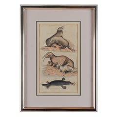 Sherwood & Co. Natural History Seals, Walrus & Platypus, c. 1811