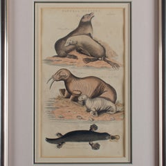 Sherwood & Co. Natural History Seals, Walrus & Platypus, c. 1811
