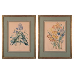 Elizabeth Twining Prints from Natural Order of Plants 1849, A Pair