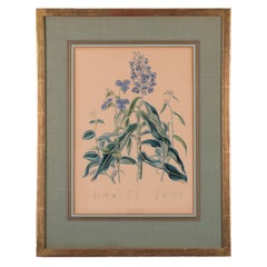 Elizabeth Twining Prints from Natural Order of Plants 1849, A Pair