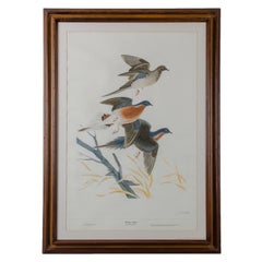 John Ruthven - Woodpecker, Duck, Paraquets & Pigeon Lithographs - Set of 4