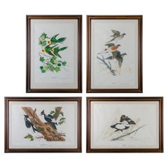 John Ruthven - Woodpecker, Duck, Paraquets & Pigeon Lithographs - Set of 4