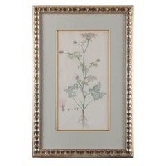 Jacquin Flower Engravings - set of 4
