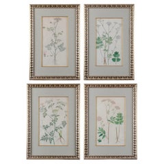 Jacquin Flower Engravings - set of 4