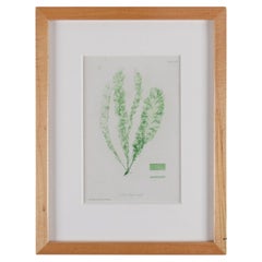 Bradbury Seaweed Print in Handcrafted Frame C.1859