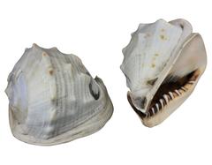 Pair of Rare Shell Cameos Depicting Queen Victoria & Albert