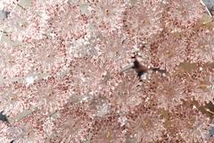 Mazzega Pink Flower Textured Murano Glass Hanging Pendant Chandelier