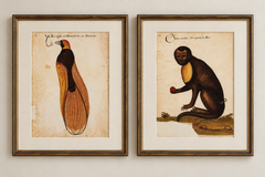 Renaissance Natural History Prints, Pair of Pomar Codex Facsimiles, 1990s
