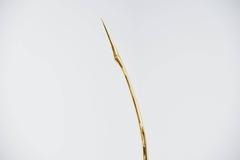 Large Cranes Sculpture in Solid Bronze, Belgium, 1970