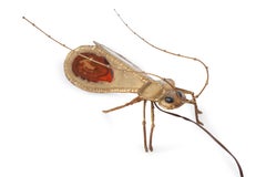 Henri Fernandez Brass Insect Table Lamp with Agate Inlay