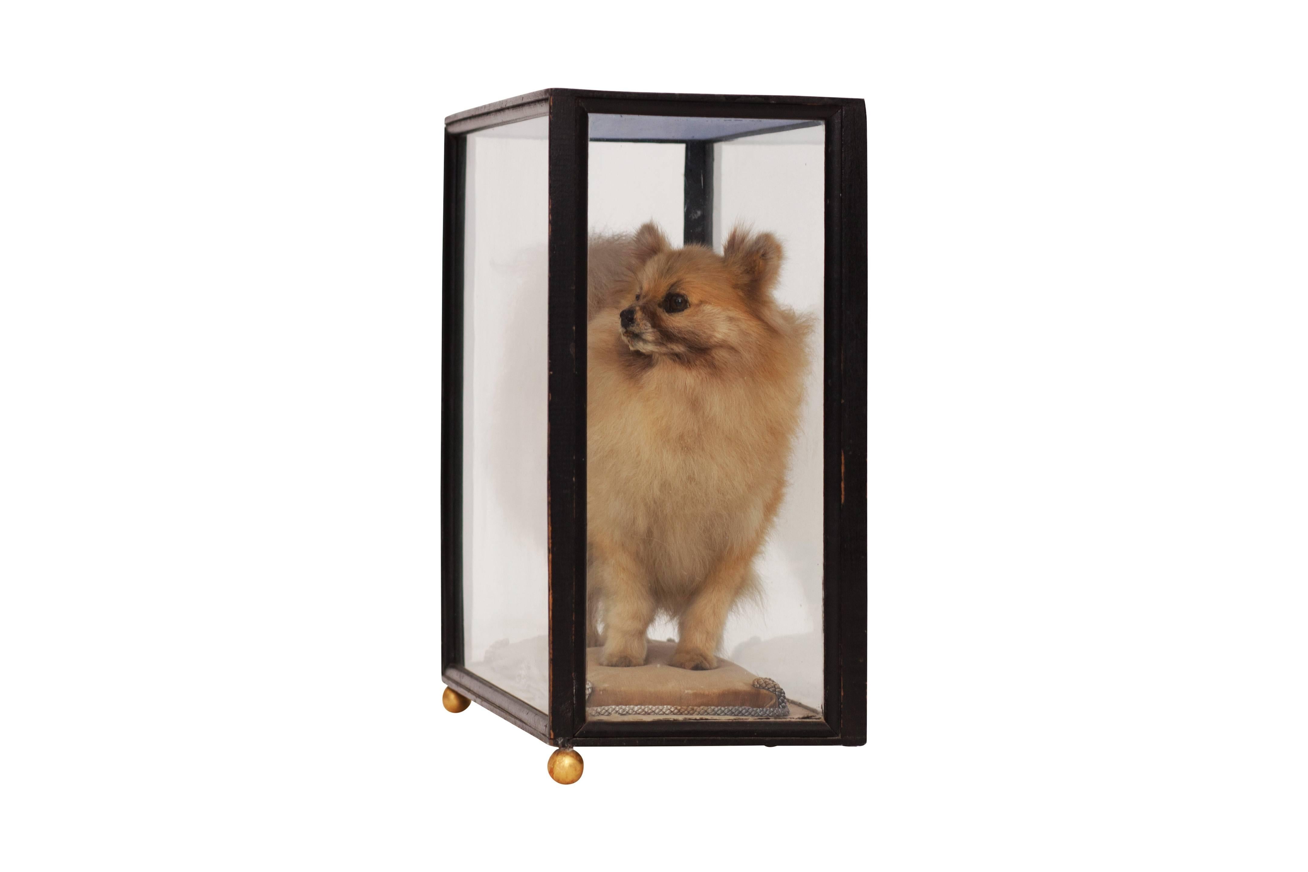 Hollywood Regency Pomeranian Taxidermy in Glass Display Cabinet