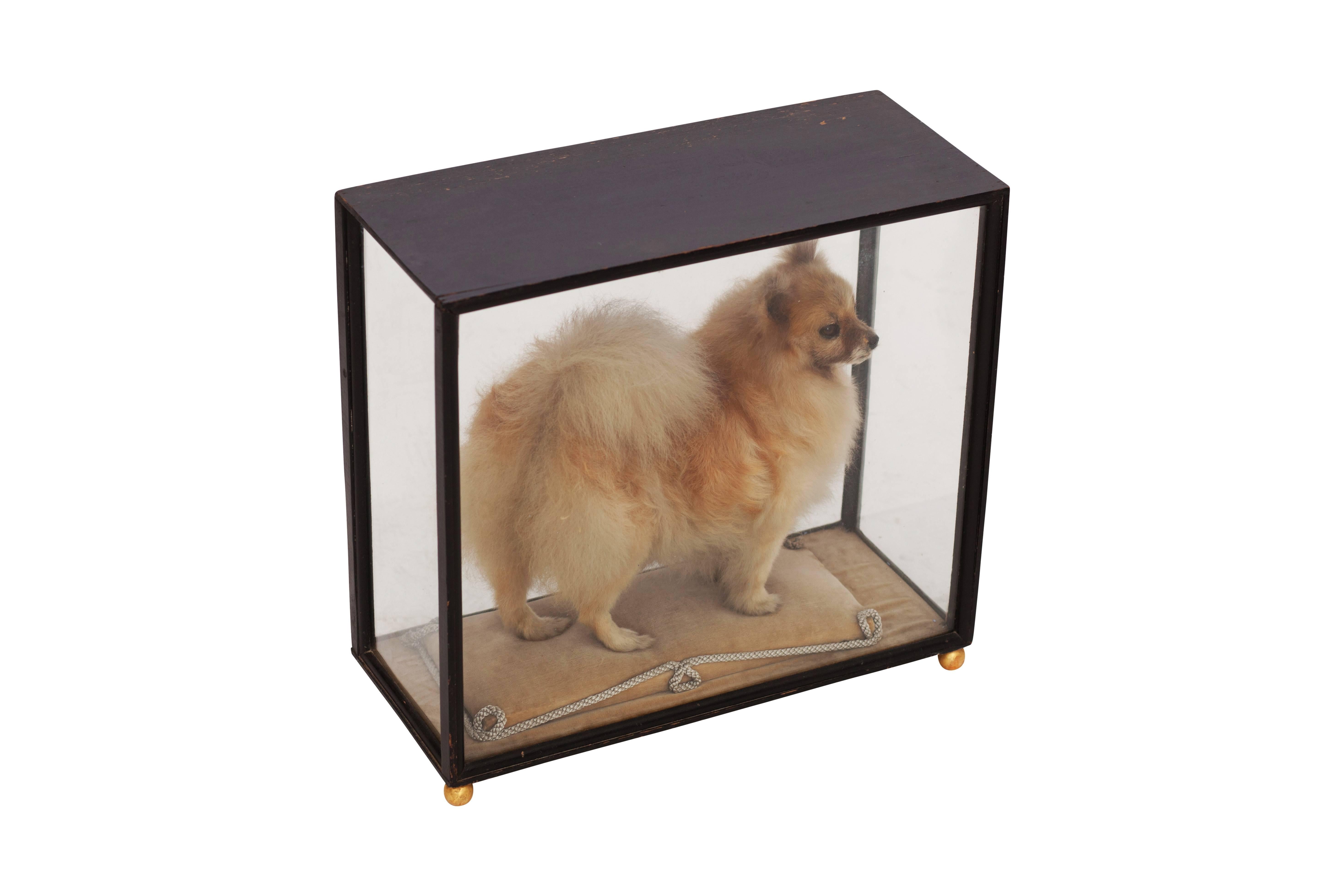 taxidermy display cases for sale