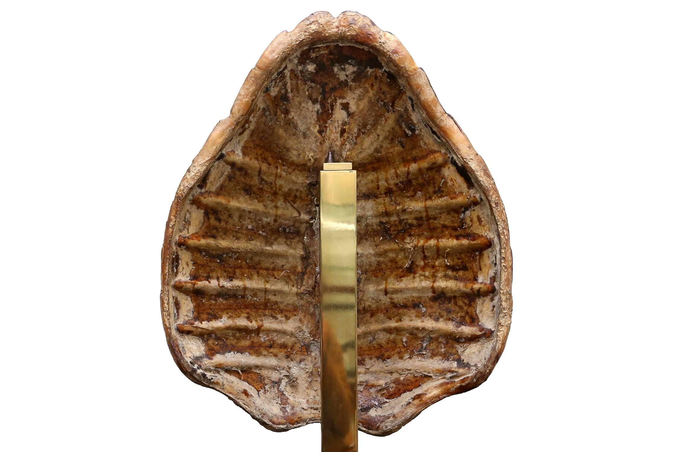 Large Sea Turtle Shell  Brass  Black Laminate
France  1970s
H 80 cm  L 55 cm  D 25 cm
