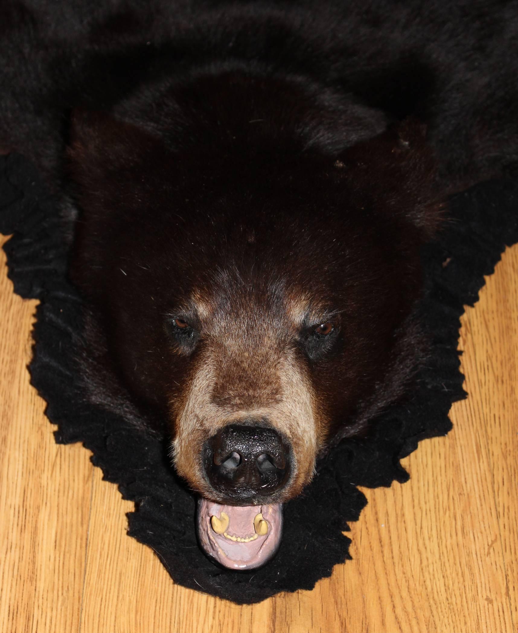Tapis en peau d'ours noir comprenant une tête taxidermisée, des griffes et une peau doublée d'une garniture et d'une base en tissu noir. Très bon état général avec la plupart des griffes intactes. Probablement américain ou canadien, datant du milieu