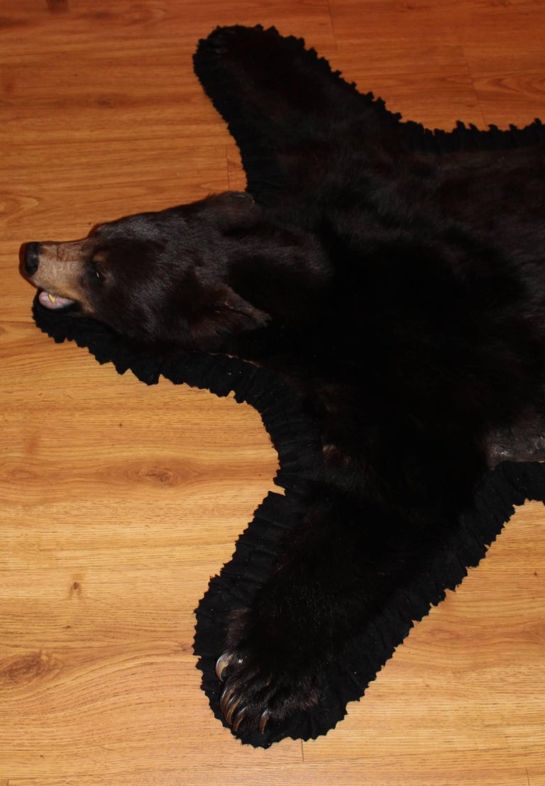 20th Century American or Canadian Black Bear Skin Rug at 1stDibs