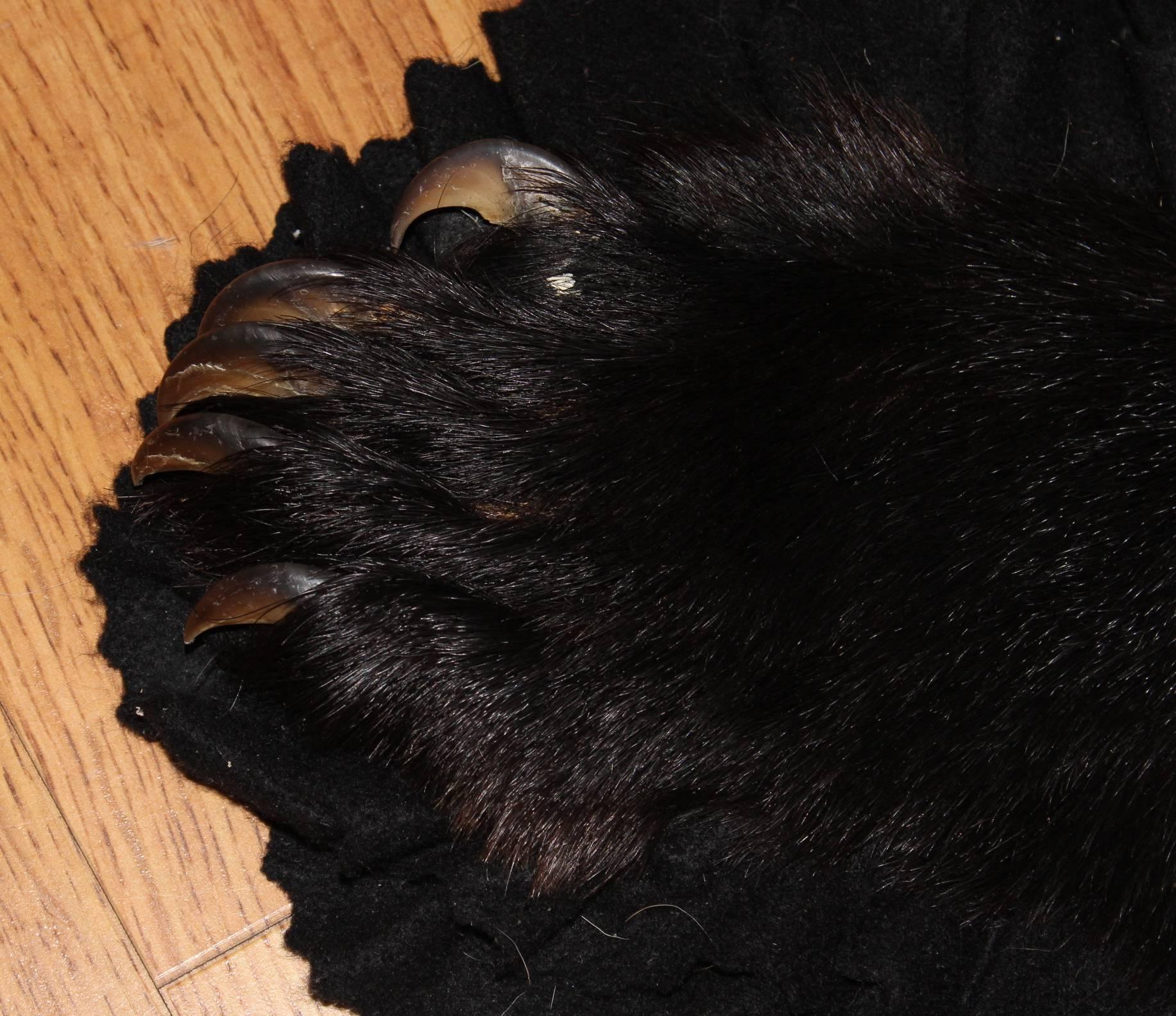 20ième siècle Tapis en peau d'ours noir américain ou canadien du 20e siècle