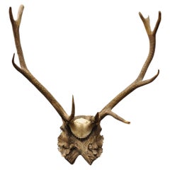 Antique Black Forest Victorian Wall Mounted Taxidermy Large Deer Skull & Antlers