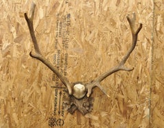 Antique Black Forest Victorian Wall Mounted Taxidermy Large Deer Skull & Antlers