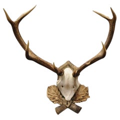 Antique Black Forest Victorian Wall Mounted Taxidermy Large Deer Skull & Antlers