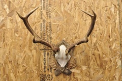 Antique Black Forest Victorian Wall Mounted Taxidermy Large Deer Skull & Antlers