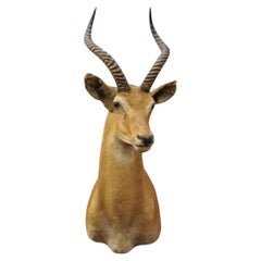 Vintage African Impala Shoulder Mount Wall Taxidermy Man Cave Lodge Home Decor