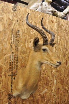 Vintage African Impala Shoulder Mount Wall Taxidermy Man Cave Lodge Home Decor
