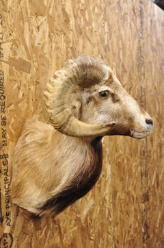 Vintage Corsican Ram Longhorn Goat Shoulder Mount Wall Taxidermy