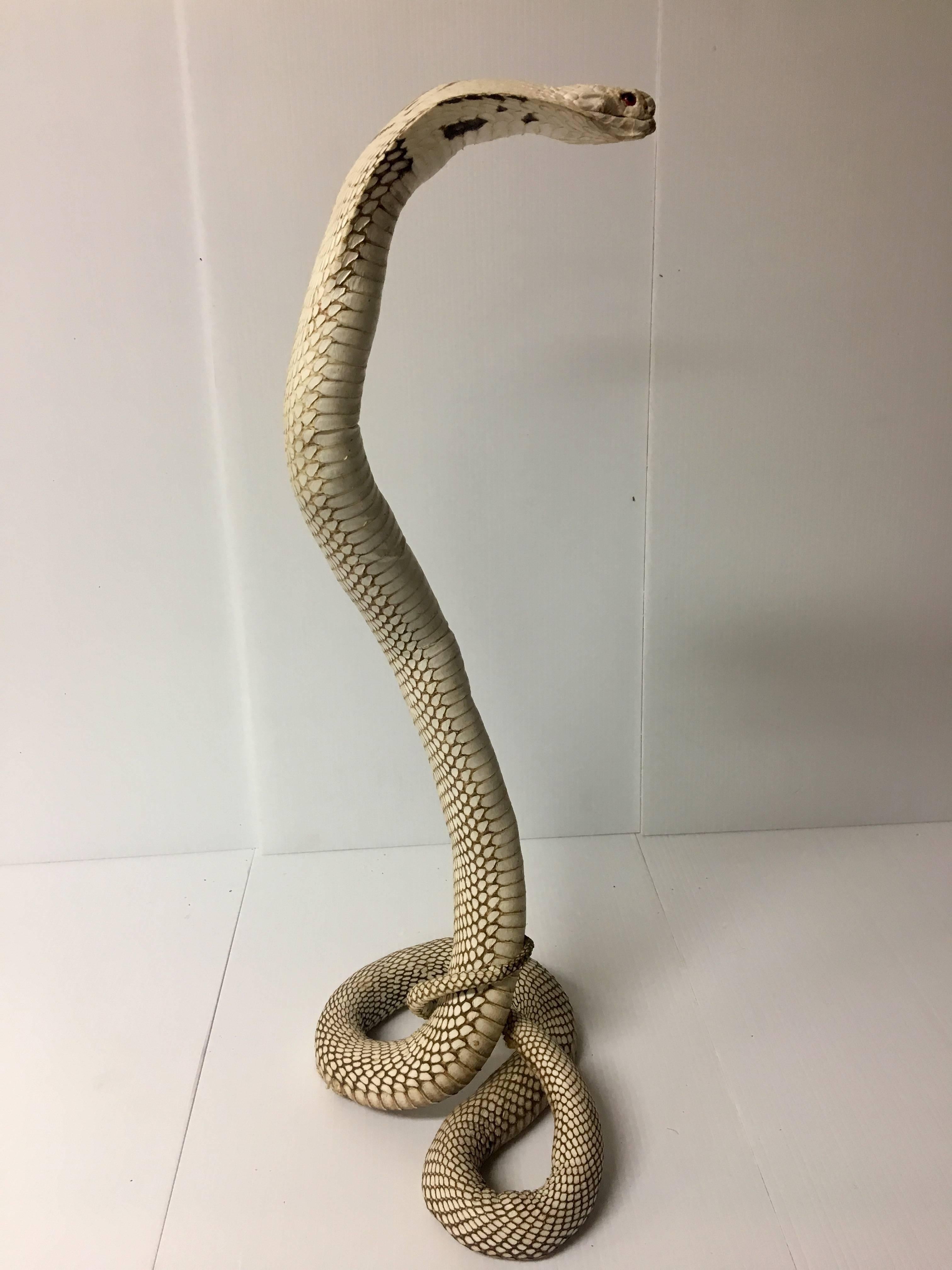Monocled Cobra Snake Skin Leather Naja TAXIDERMY Natural Single ONE Python Print 