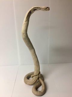 Authentic King Cobra / Snake Taxidermy Sculpture Vintage Rare