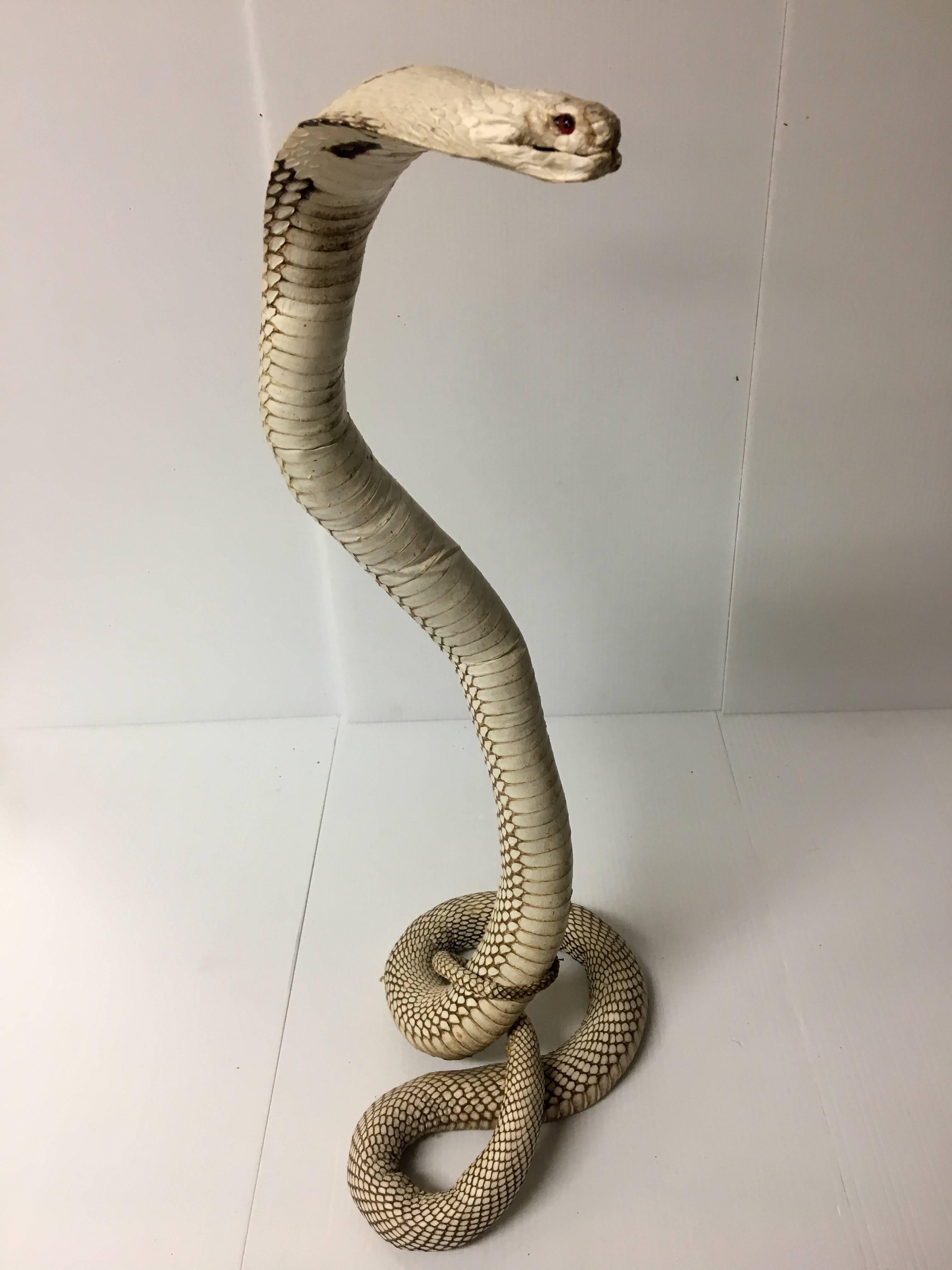 Hollywood Regency Authentic King Cobra / Snake Taxidermy Sculpture Vintage Rare