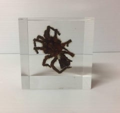 Tarantula Spider in Lucite Cube Paperweight