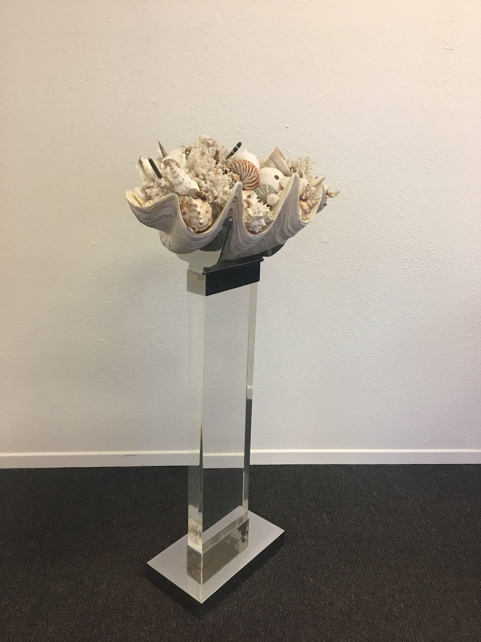 A beautiful shell arrangement with a custom acrylic and chrome base designed by Charles Hollis Jones in the 1980s. 

The acrylic shows some crazing depending on the light. 
Dimensions: 45