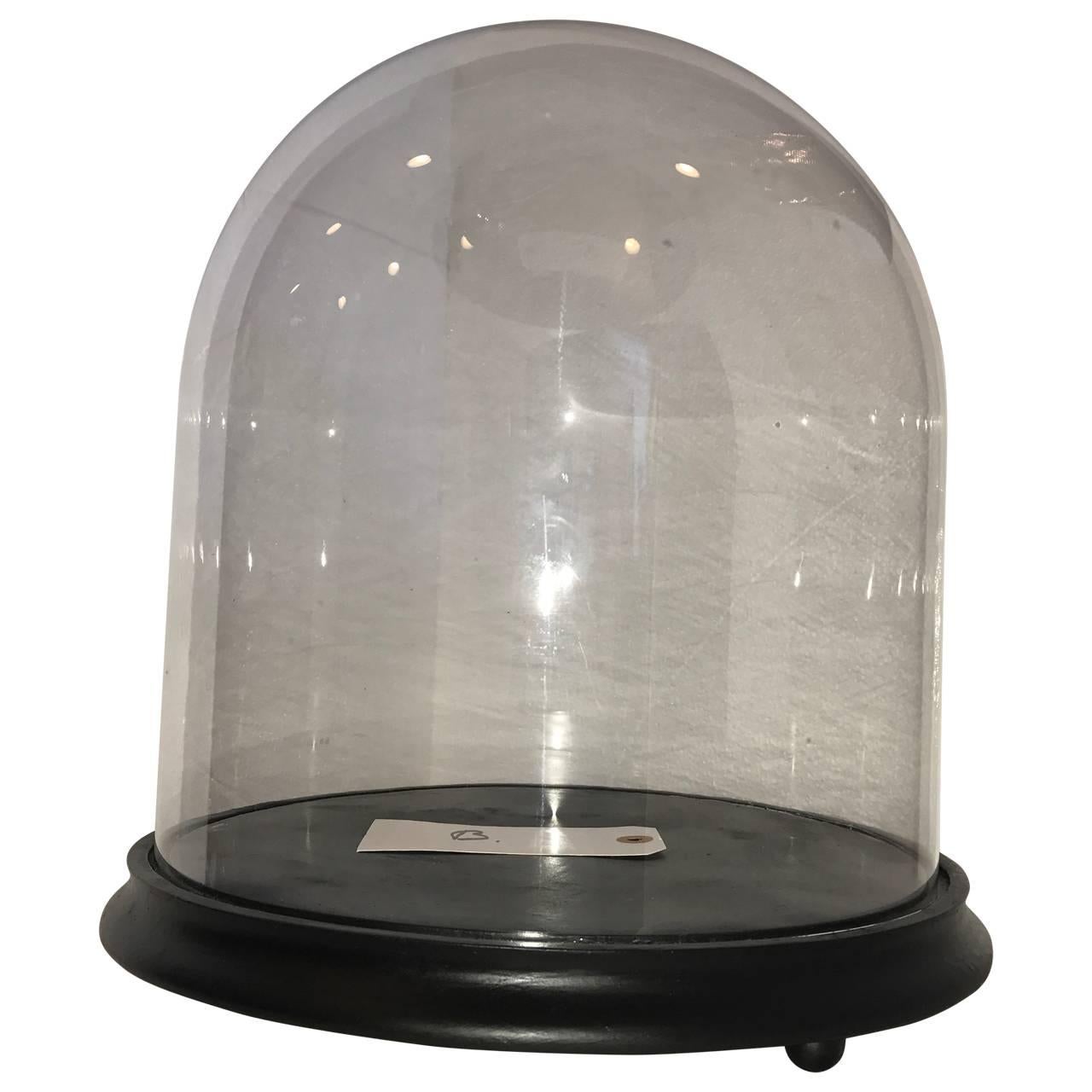 20th Century Two Glass Displays Domes Cloche