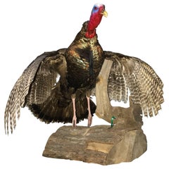 Large Taxidermy Turkey On Wooden Stand