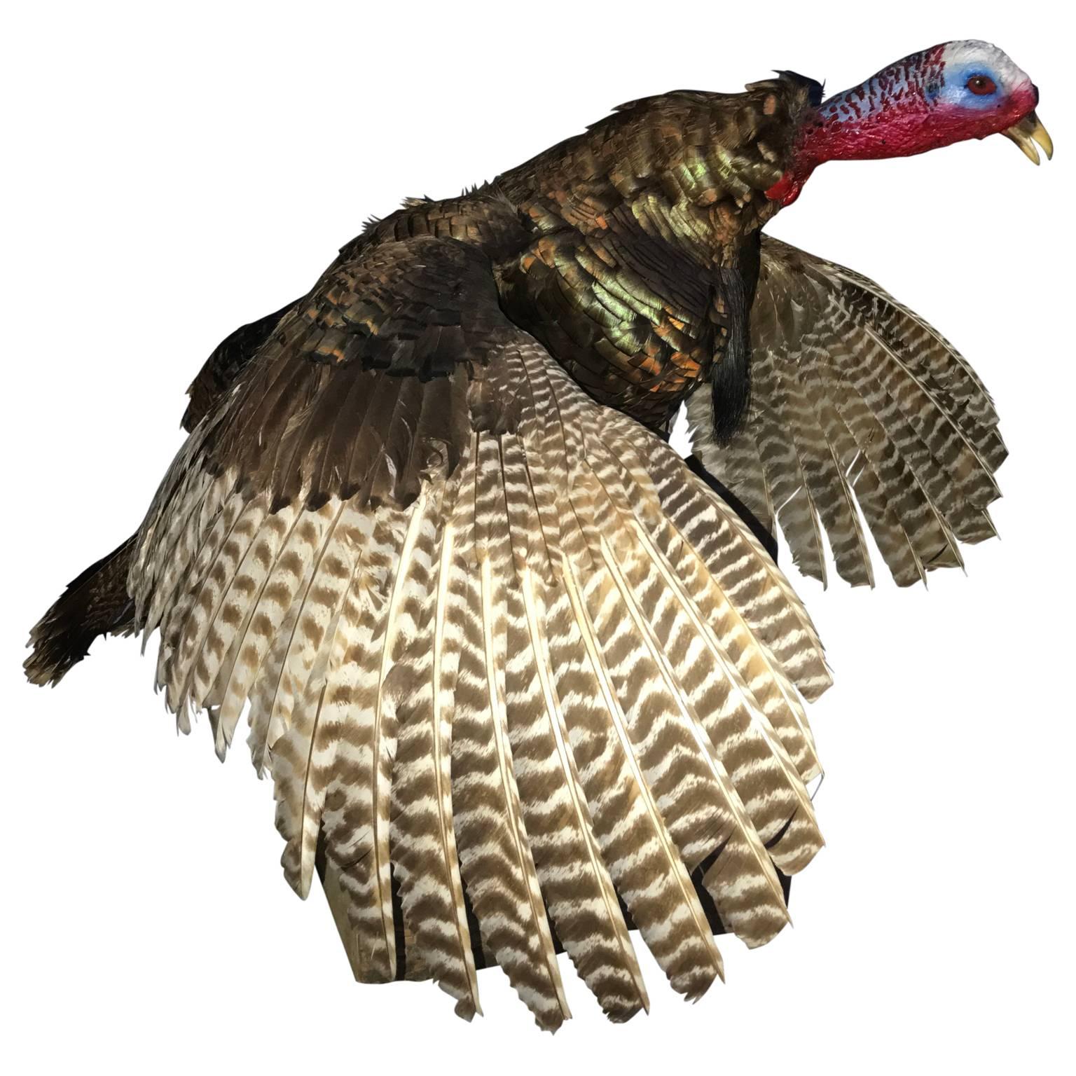 Large full mount taxidermic Turkey specimen, mounted on a wooden base.

$125 flat rate front door delivery includes Washington DC metro, Baltimore and Philadelphia.