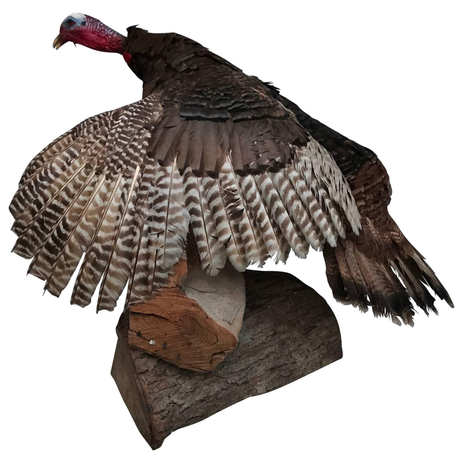 20th Century Large Taxidermy Turkey On Wooden Stand
