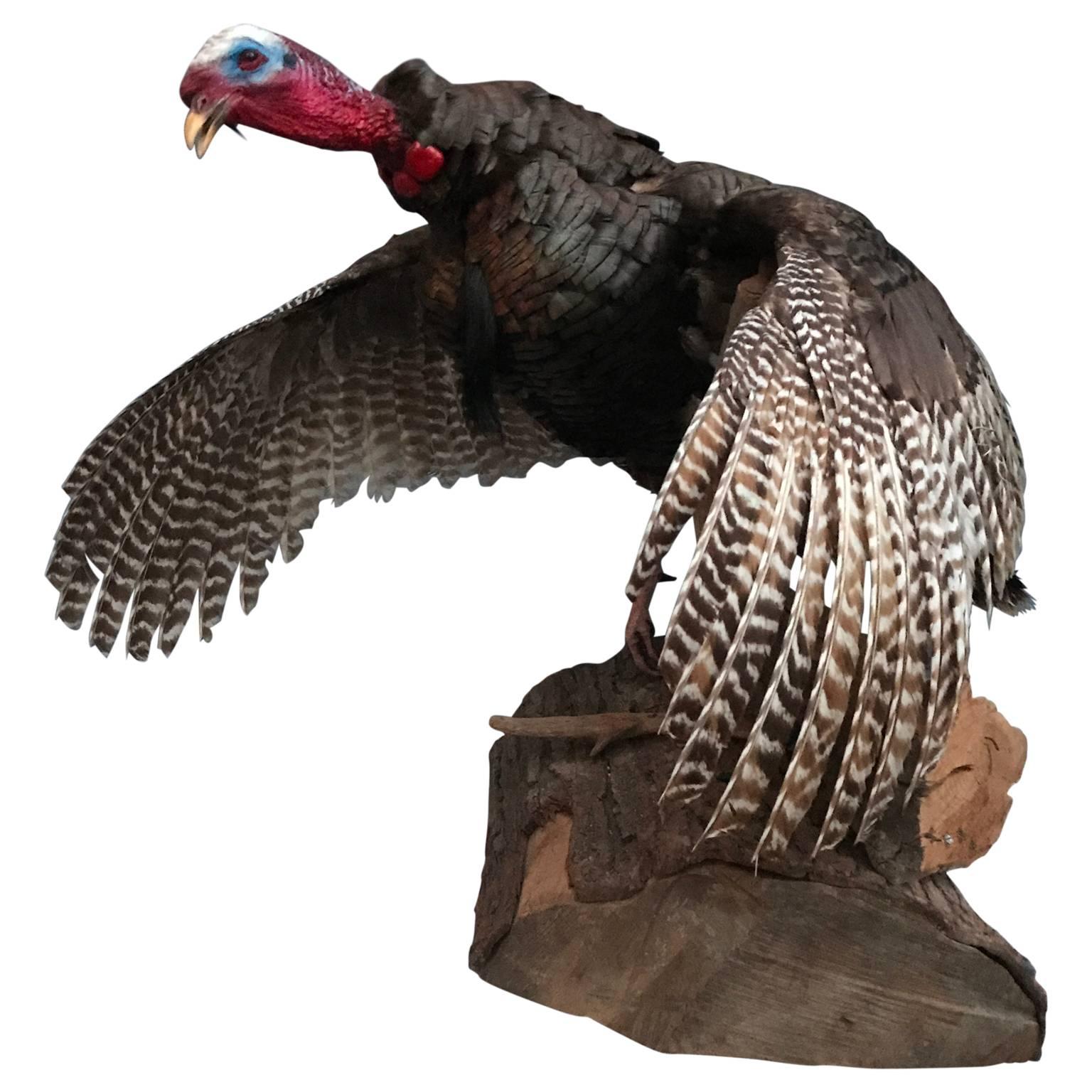 Natural Fiber Large Taxidermy Turkey On Wooden Stand