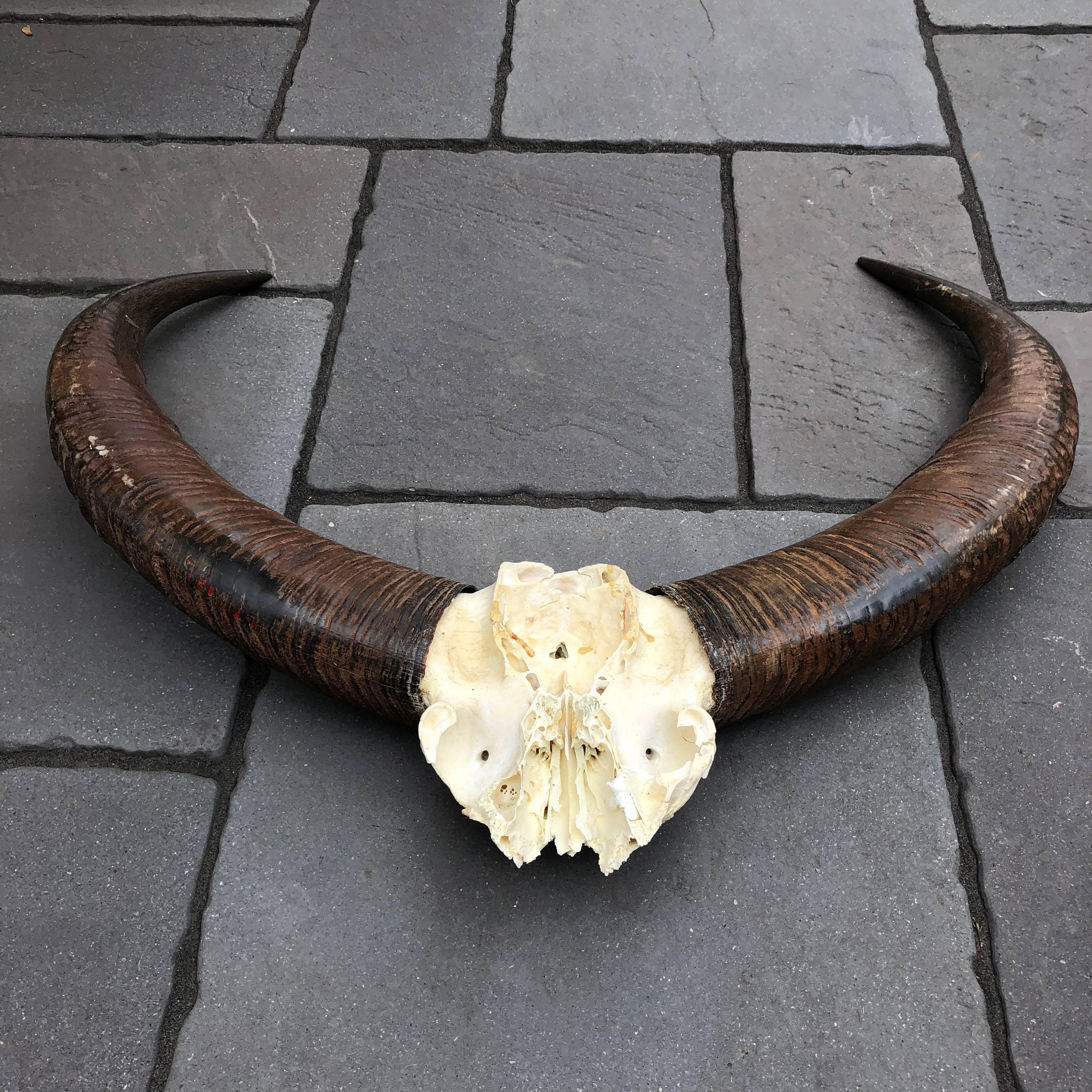 Large Antler of Water Buffalo on Custom Made Maple-Wood Plaqueo 8