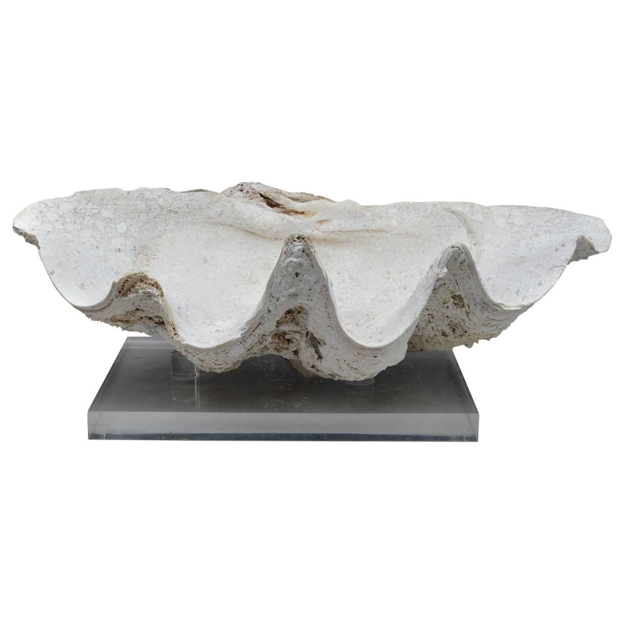 Folk Art Giant Pacific Clam Shell on Lucite Base