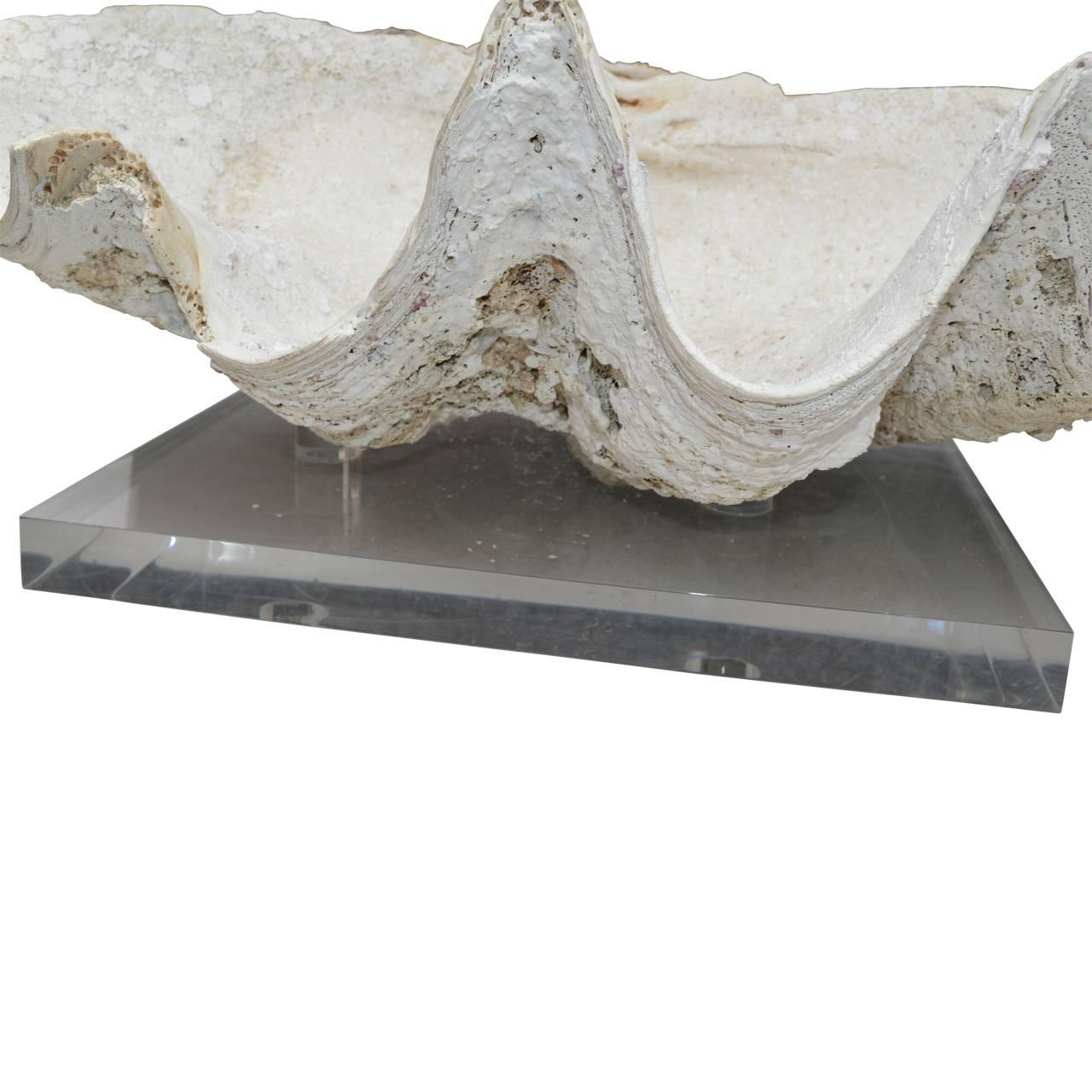 Giant Pacific Clam Shell on Lucite Base In Good Condition In Haddonfield, NJ